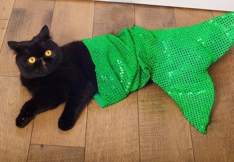 кот Уиллоу, AvoCATo, кот в костюмах
