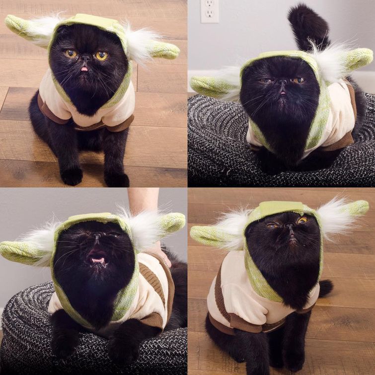 кот Уиллоу, AvoCATo, кот в костюмах