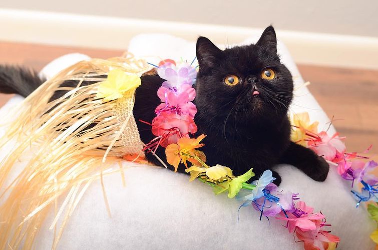 кот Уиллоу, AvoCATo, кот в костюмах