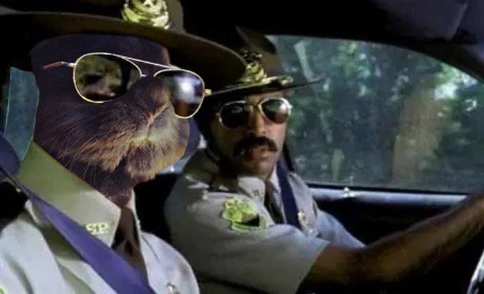 кролик в очках, крутой кролик, кролик битва фотошоперов