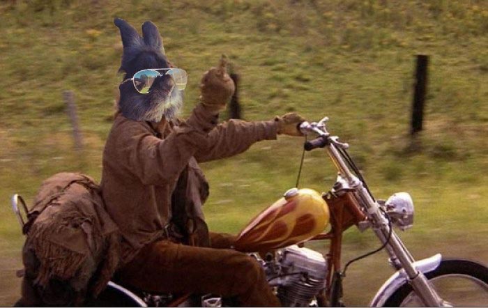 кролик в очках, крутой кролик, кролик битва фотошоперов