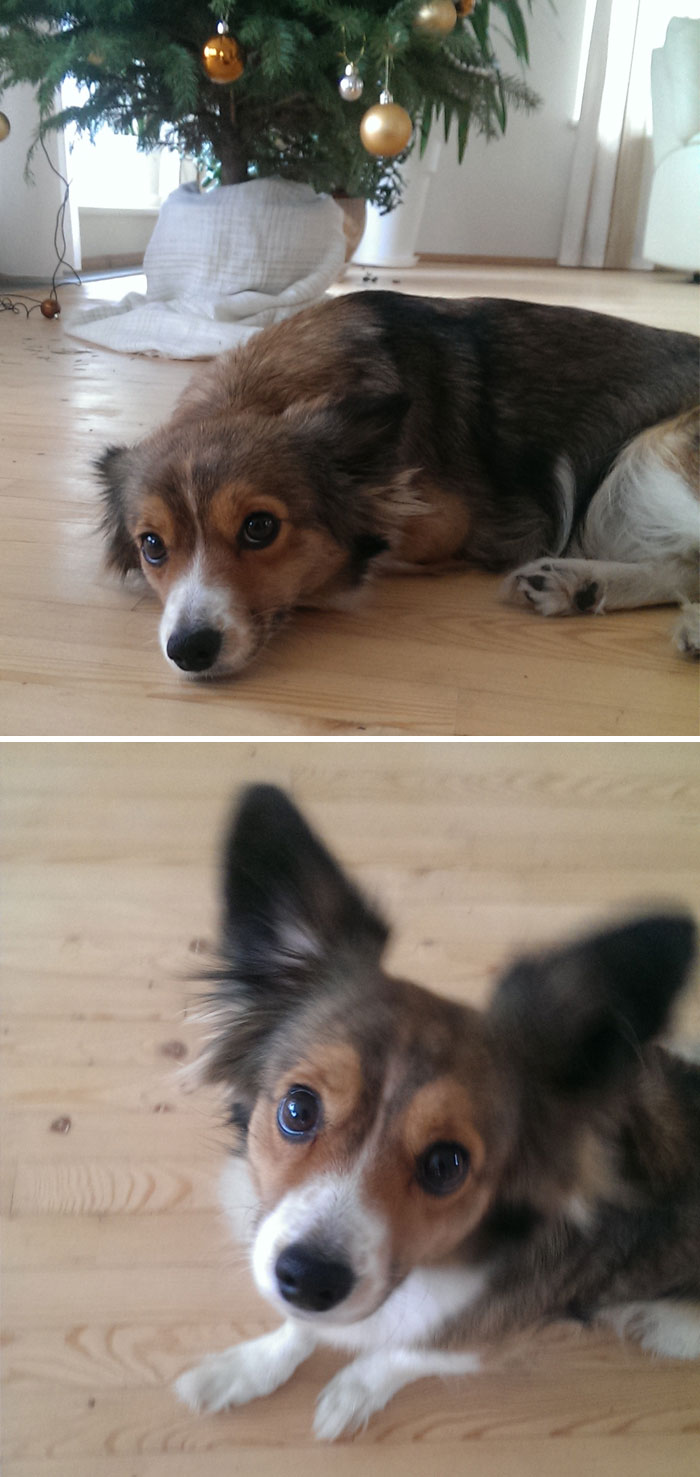 питомцы до и после того как их похвалили, когда сказал собаке хороший мальчик