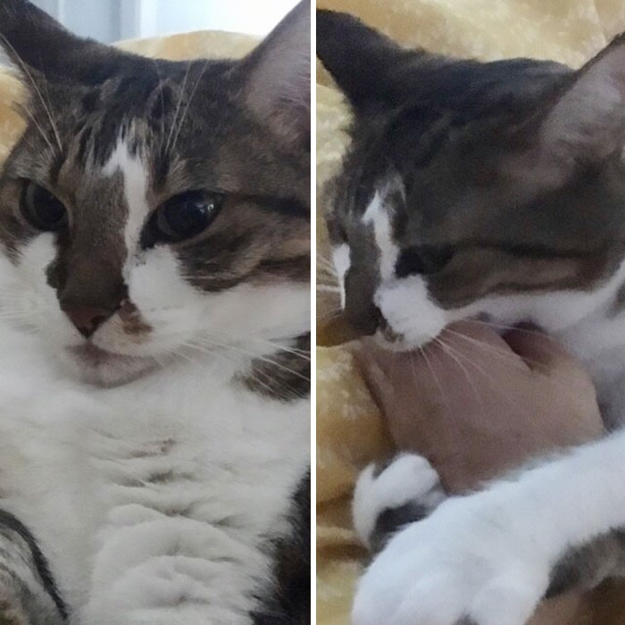 питомцы до и после того как их похвалили, когда сказал собаке хороший мальчик