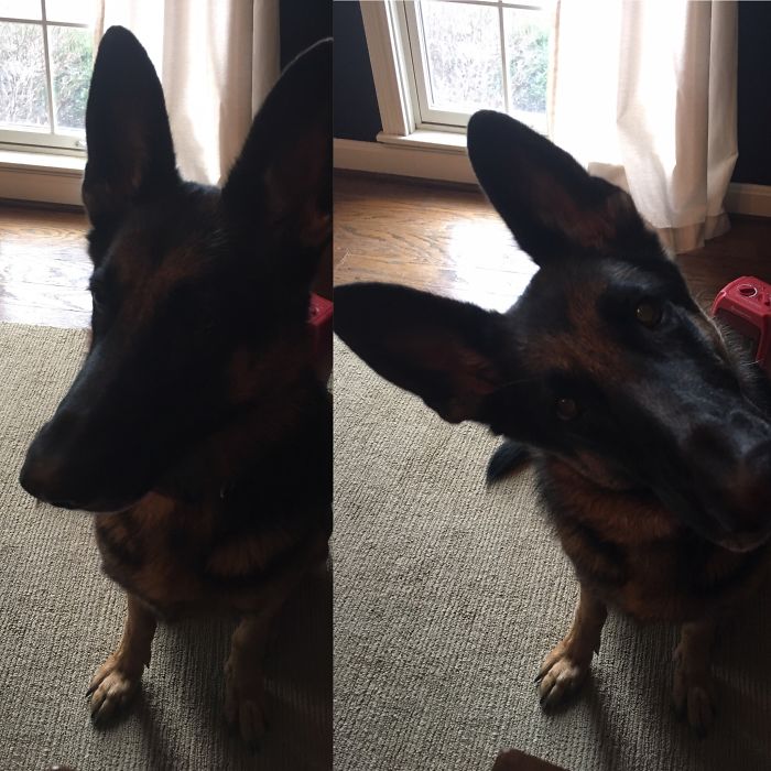 питомцы до и после того как их похвалили, когда сказал собаке хороший мальчик