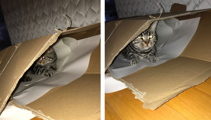 питомцы до и после того как их похвалили, когда сказал собаке хороший мальчик