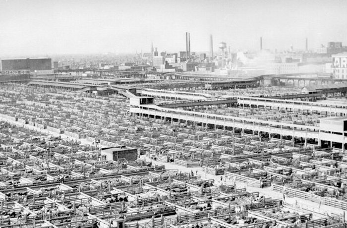 похищение трупов, похищение трупов в средневековье 