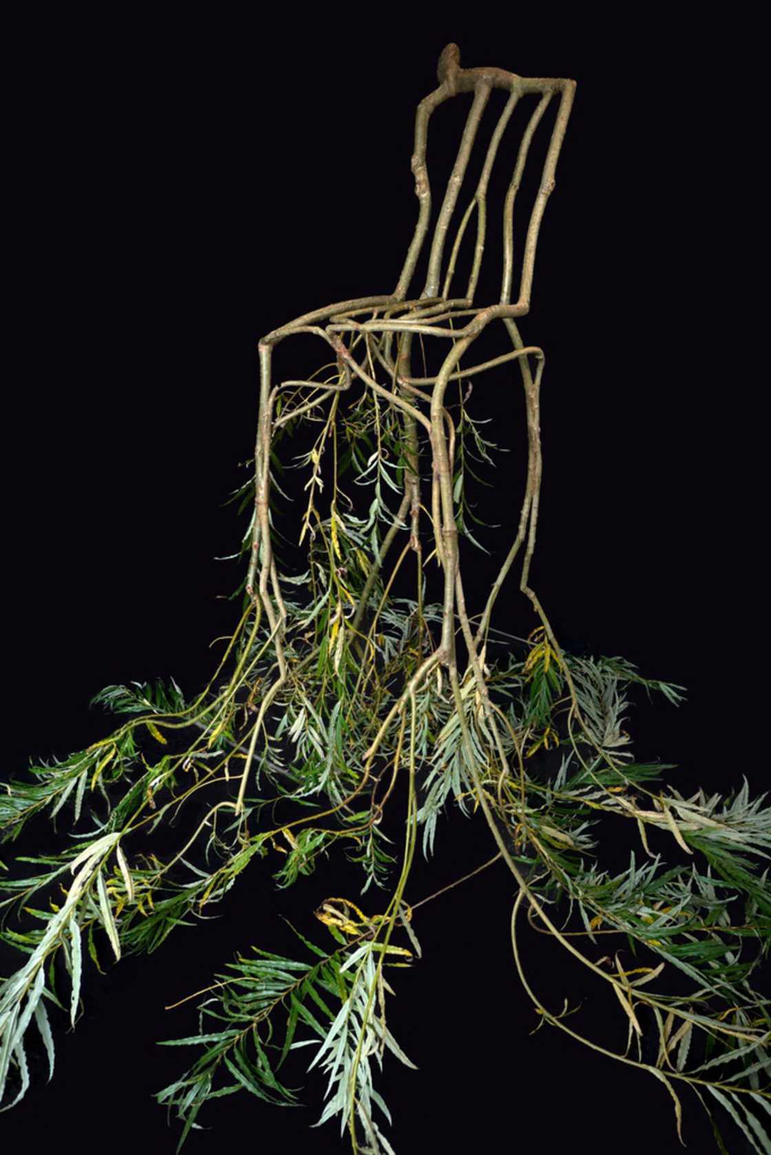 выращивает деревья в виде стульев, Гэвин Манро, Gavin Munro