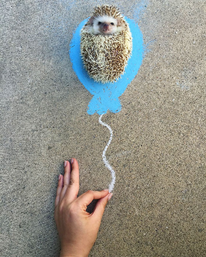 Хафф  ёж-вампир, ёжик вампир