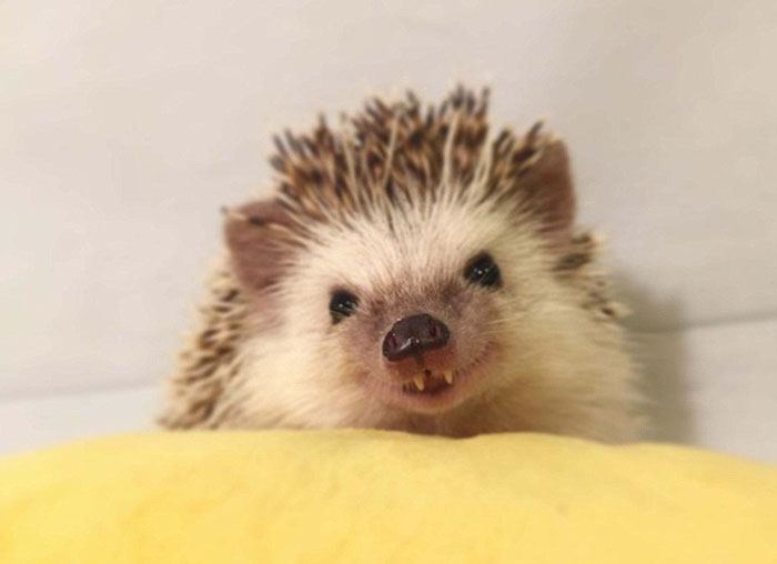 Хафф  ёж-вампир, ёжик вампир