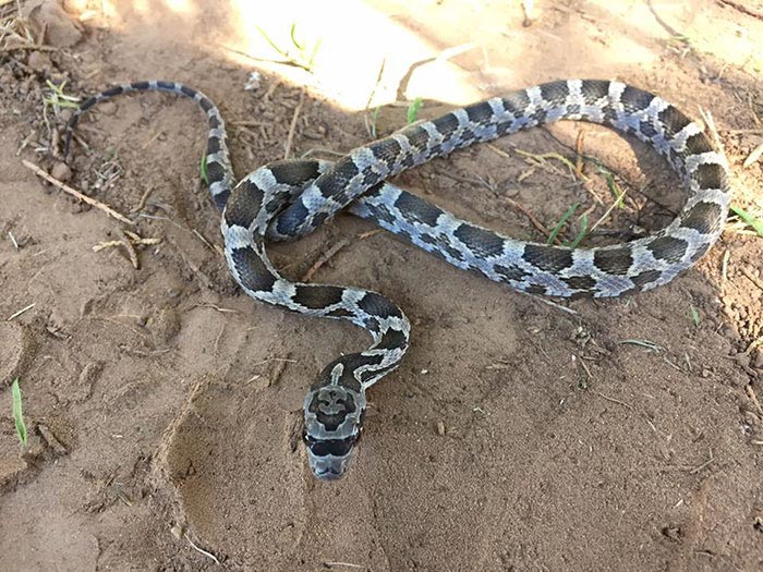 Эта хипстерская змея появилась на свет с усами и темными очками хипстерская змея, змея с усами и очками