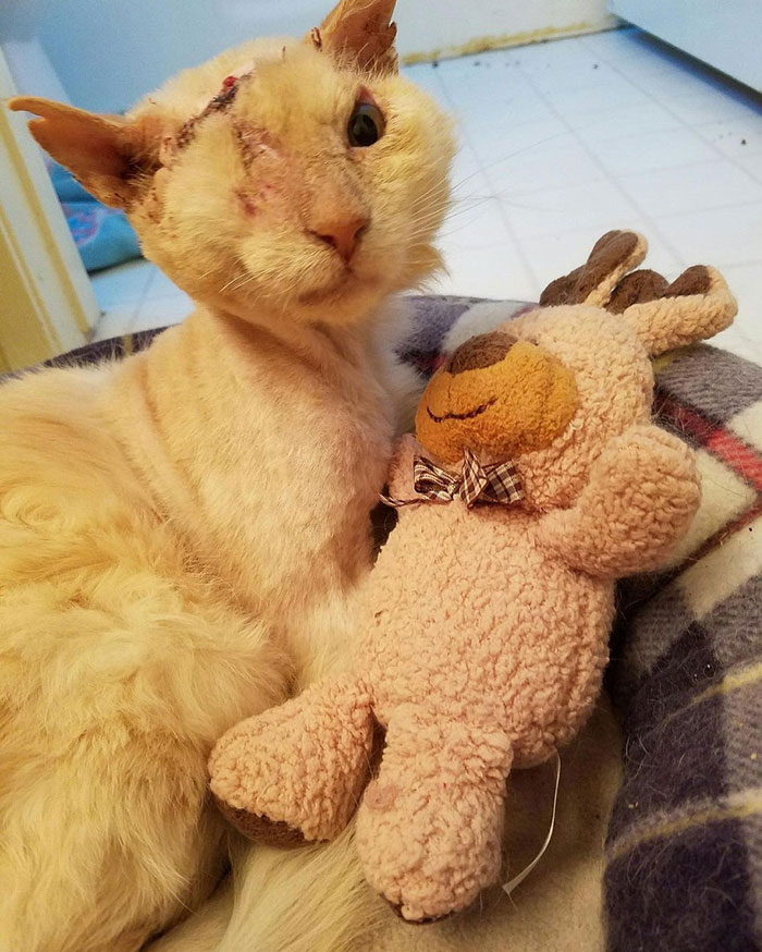  кота облили кислотой, кот Томми облитый кислотой