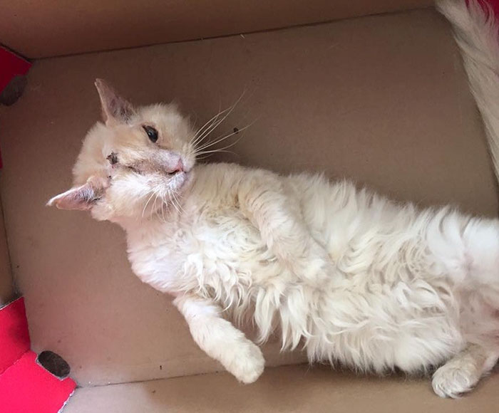  кота облили кислотой, кот Томми облитый кислотой