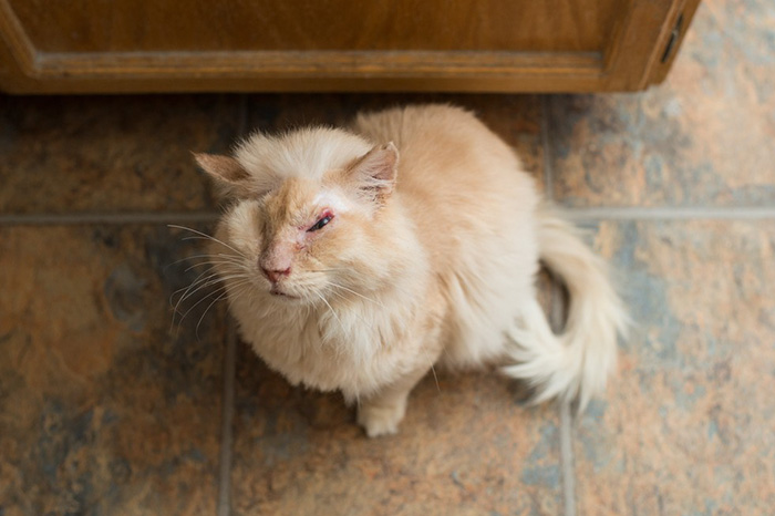  кота облили кислотой, кот Томми облитый кислотой