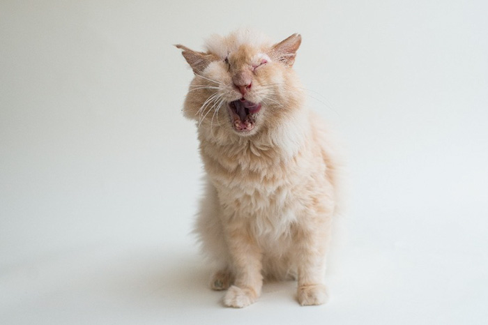  кота облили кислотой, кот Томми облитый кислотой