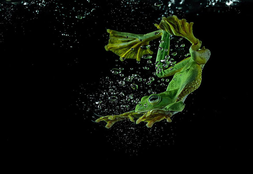 красивые фотографии лягушек, Танто Йенсен, Tanto Yensen