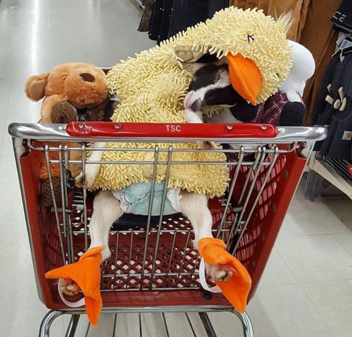 коза в костюме утки, коза в смешных костюмах