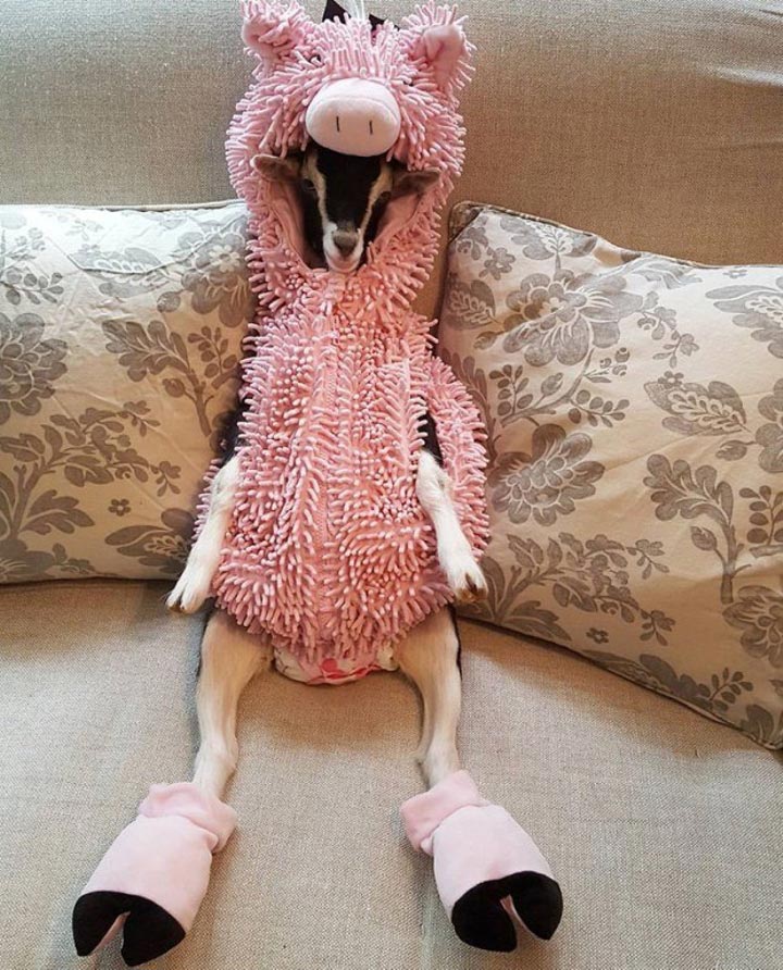 коза в костюме утки, коза в смешных костюмах