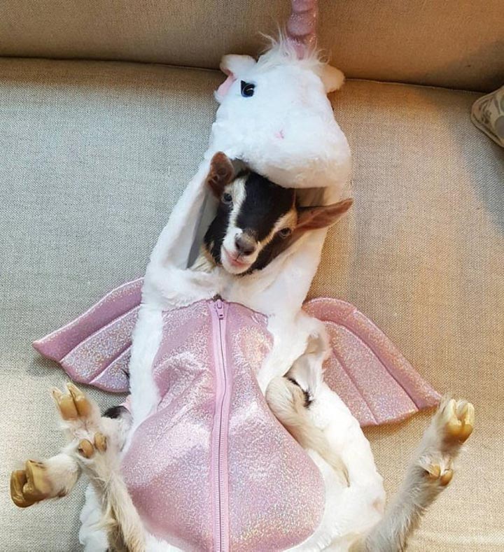 коза в костюме утки, коза в смешных костюмах