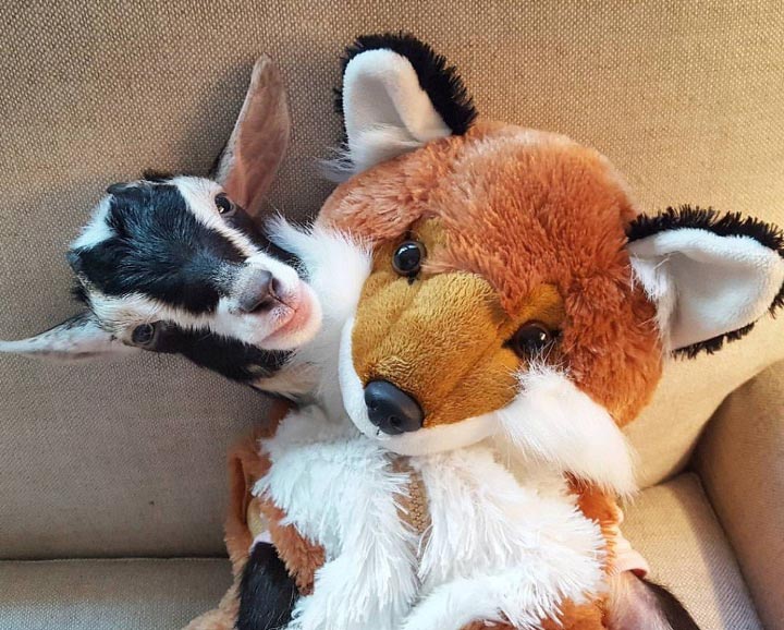 коза в костюме утки, коза в смешных костюмах