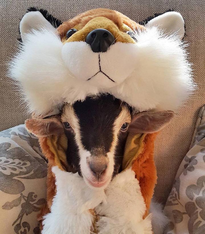 коза в костюме утки, коза в смешных костюмах