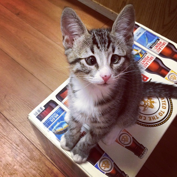 котёнок с обеспокоенным выражением мордочки, котёнок Бум