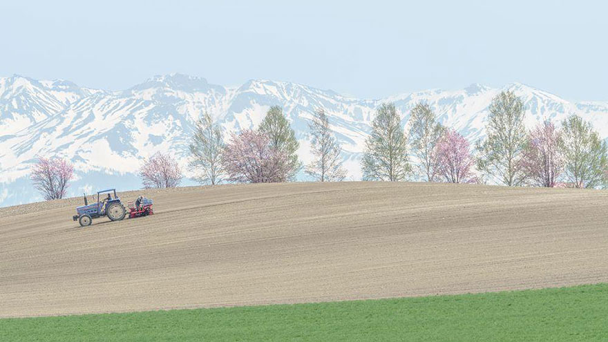 Весна в Японии или 16 волшебных фотографий цветущей сакуры Весна в Японии, цветущая сакура, сакура National Geographic