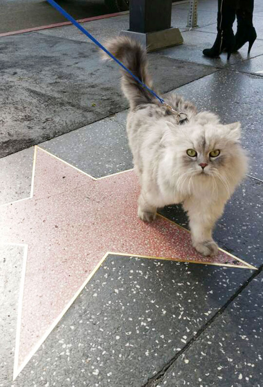 Гэндальф  кот, кот-путешественник 