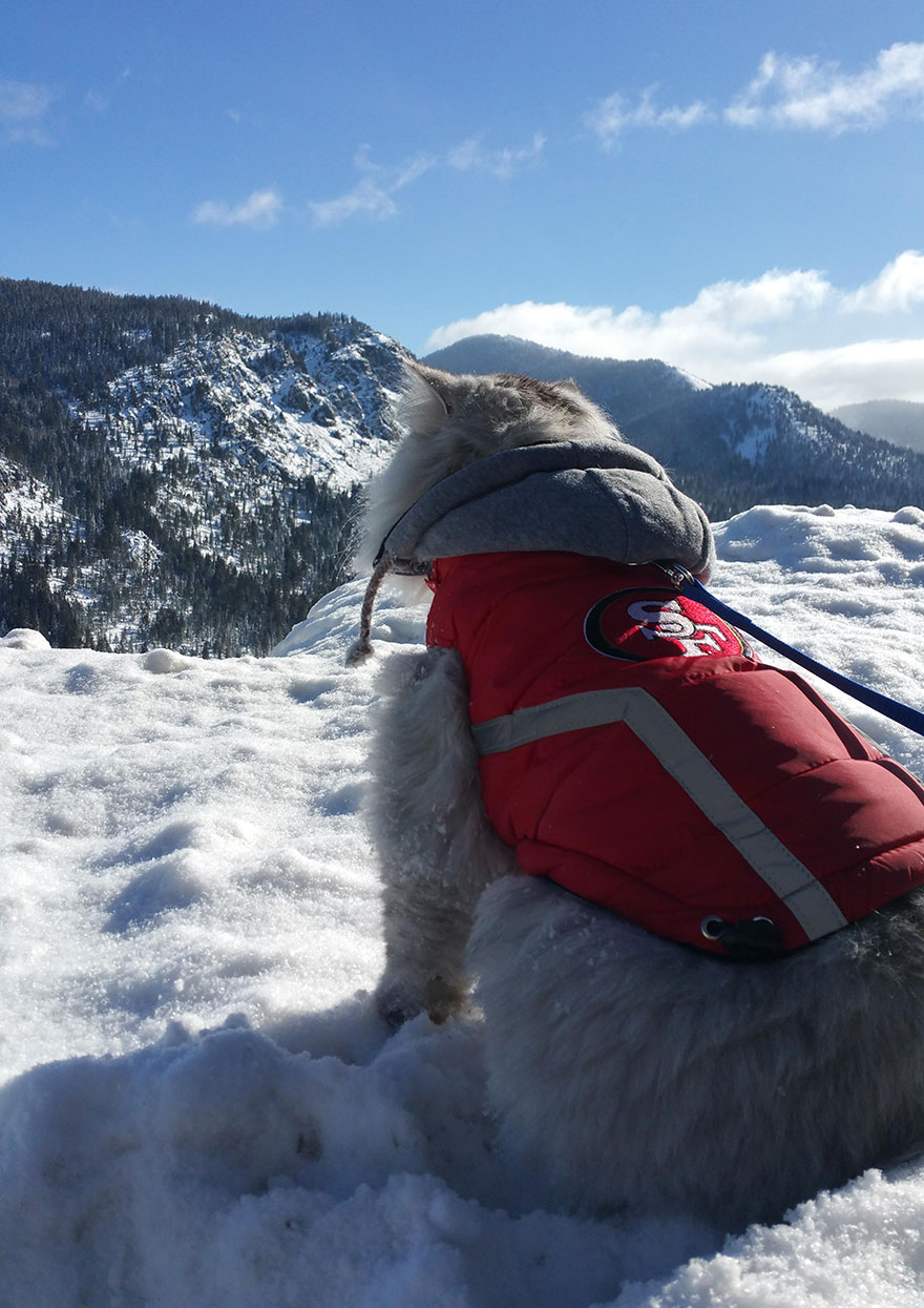 Гэндальф  кот, кот-путешественник 