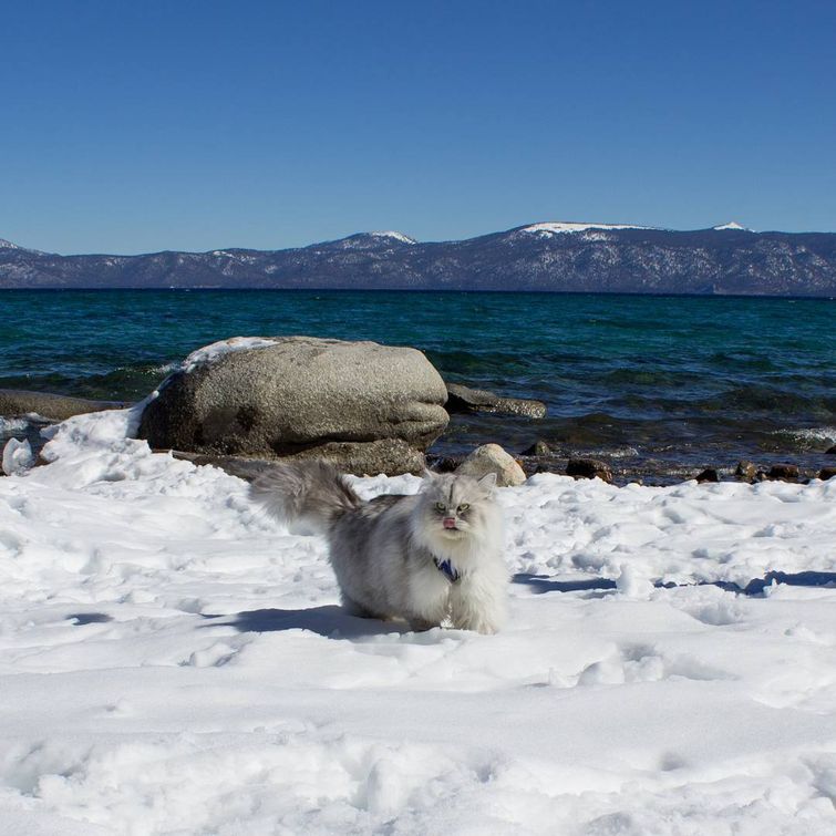 Гэндальф  кот, кот-путешественник 
