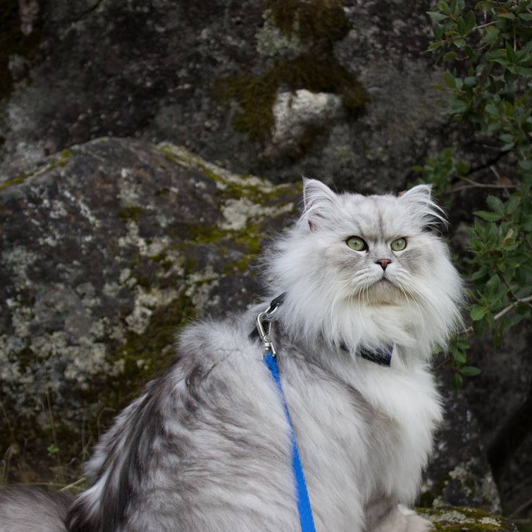 Гэндальф  кот, кот-путешественник 