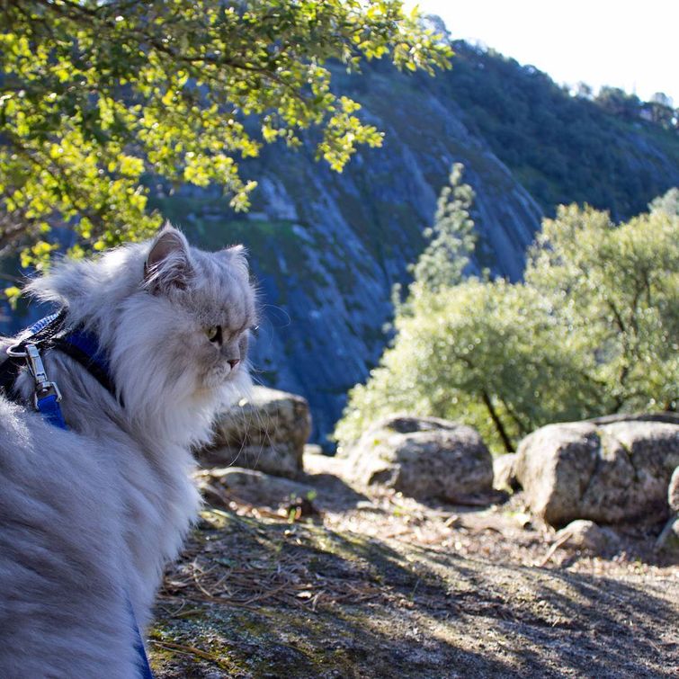 Гэндальф  кот, кот-путешественник 