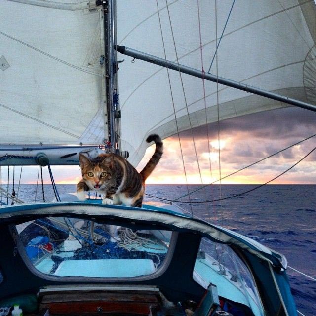 женщина плавает на яхте с кошкой, Лиз Кларк, Liz Clark, Амелия Тропикэт, Amelia the Tropicat