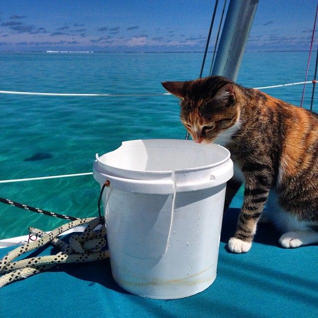 женщина плавает на яхте с кошкой, Лиз Кларк, Liz Clark, Амелия Тропикэт, Amelia the Tropicat