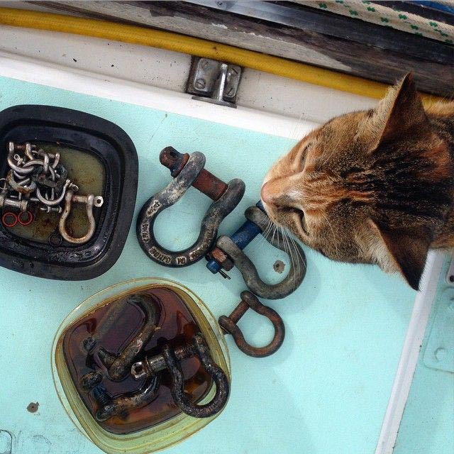 женщина плавает на яхте с кошкой, Лиз Кларк, Liz Clark, Амелия Тропикэт, Amelia the Tropicat