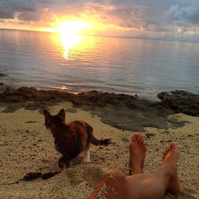 женщина плавает на яхте с кошкой, Лиз Кларк, Liz Clark, Амелия Тропикэт, Amelia the Tropicat