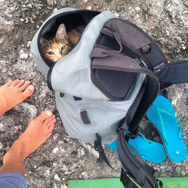 женщина плавает на яхте с кошкой, Лиз Кларк, Liz Clark, Амелия Тропикэт, Amelia the Tropicat