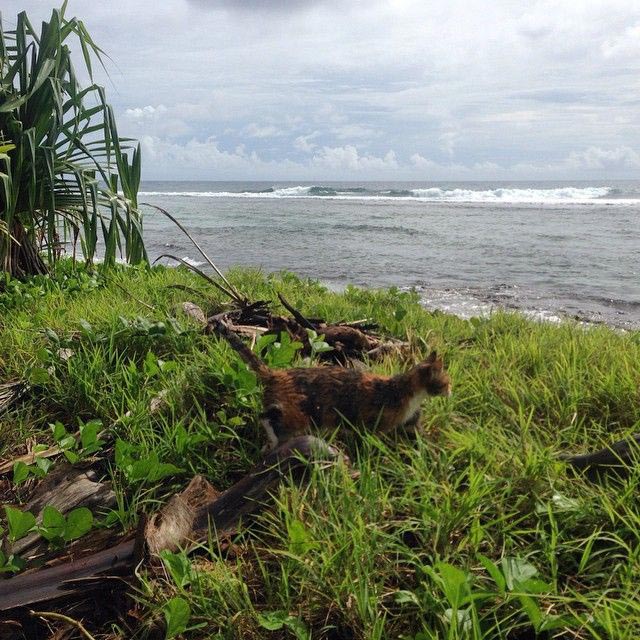 женщина плавает на яхте с кошкой, Лиз Кларк, Liz Clark, Амелия Тропикэт, Amelia the Tropicat