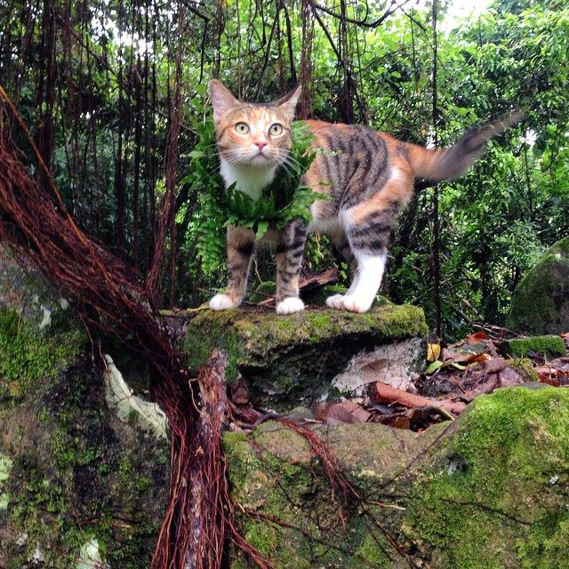 женщина плавает на яхте с кошкой, Лиз Кларк, Liz Clark, Амелия Тропикэт, Amelia the Tropicat