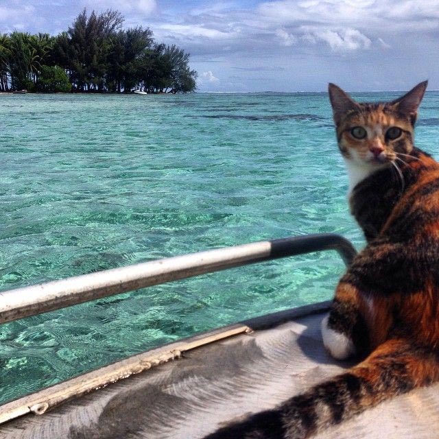 женщина плавает на яхте с кошкой, Лиз Кларк, Liz Clark, Амелия Тропикэт, Amelia the Tropicat