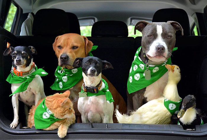 Пара спасла семерых животных, семья боггсов спасла семерых животных