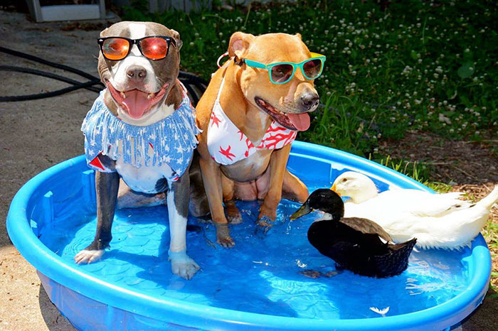 Пара спасла семерых животных, семья боггсов спасла семерых животных