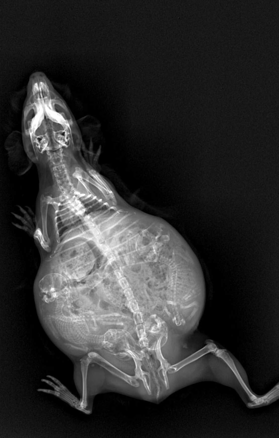 рентгеновские снимки беременных животных