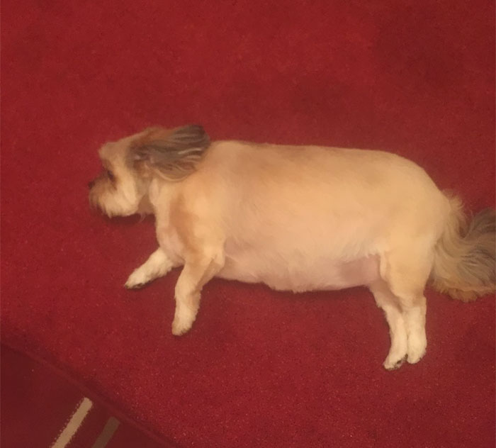 собака съела всю рождественскую индейку, собака Бубба