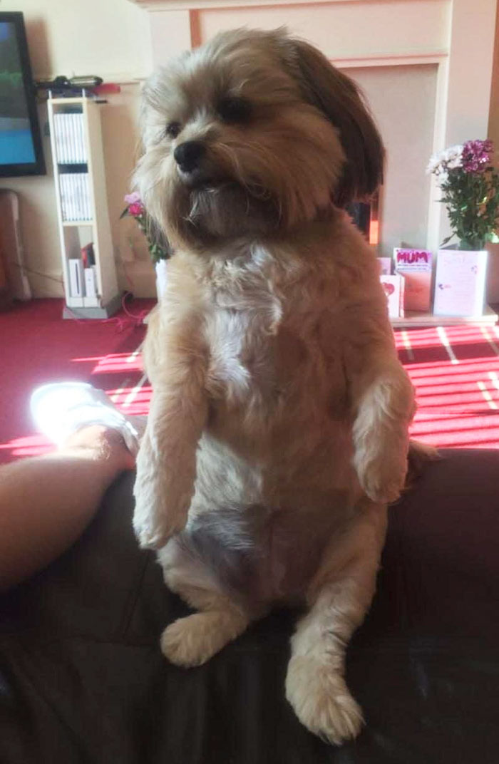 собака съела всю рождественскую индейку, собака Бубба