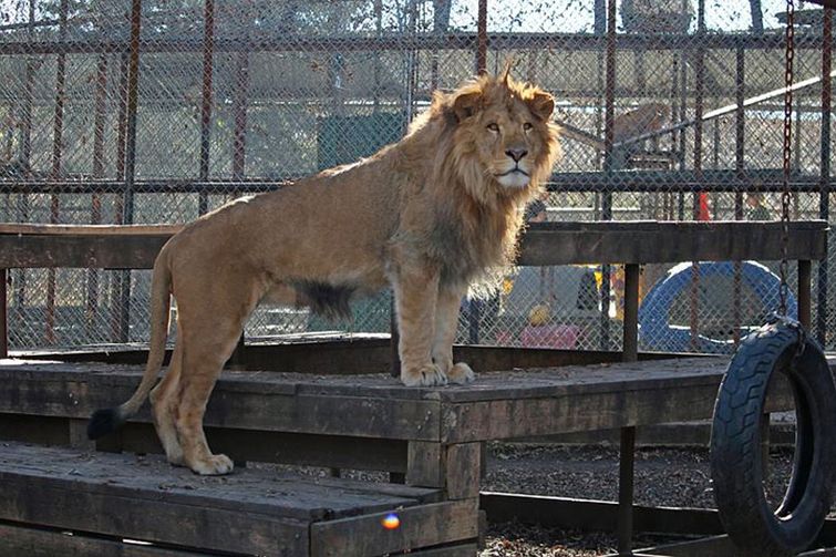 Спасенный львёнок не может спать без одеяла, лев Ламберт
