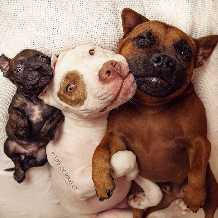 Два спасённых питбуля приняли щенка по кличке Картошка, Пайклет Баттеруолл и Пэтти Кейкс