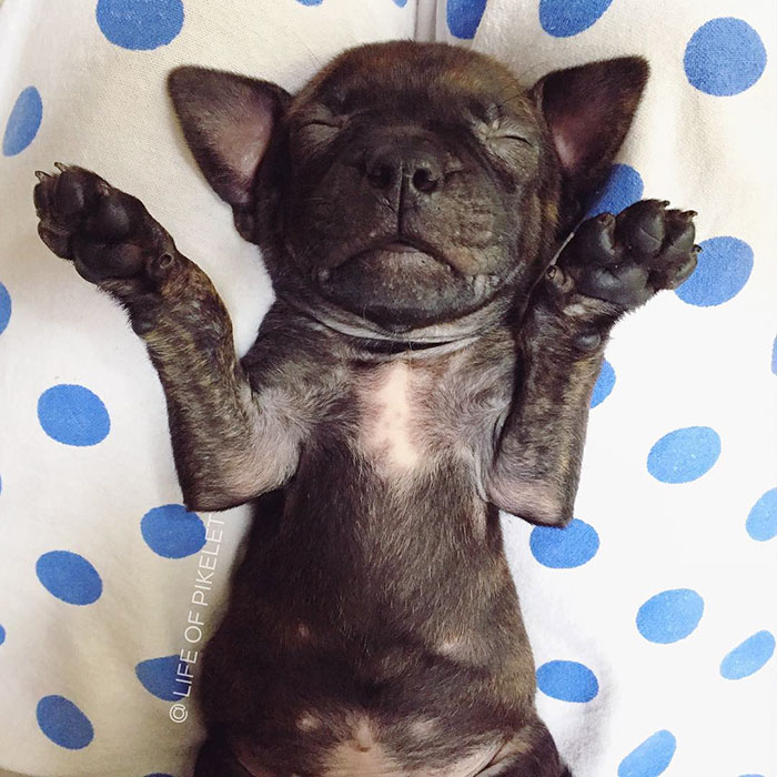 Два спасённых питбуля приняли щенка по кличке Картошка, Пайклет Баттеруолл и Пэтти Кейкс