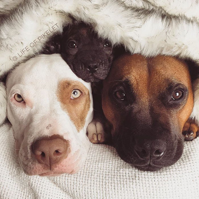 Два спасённых питбуля приняли щенка по кличке Картошка, Пайклет Баттеруолл и Пэтти Кейкс