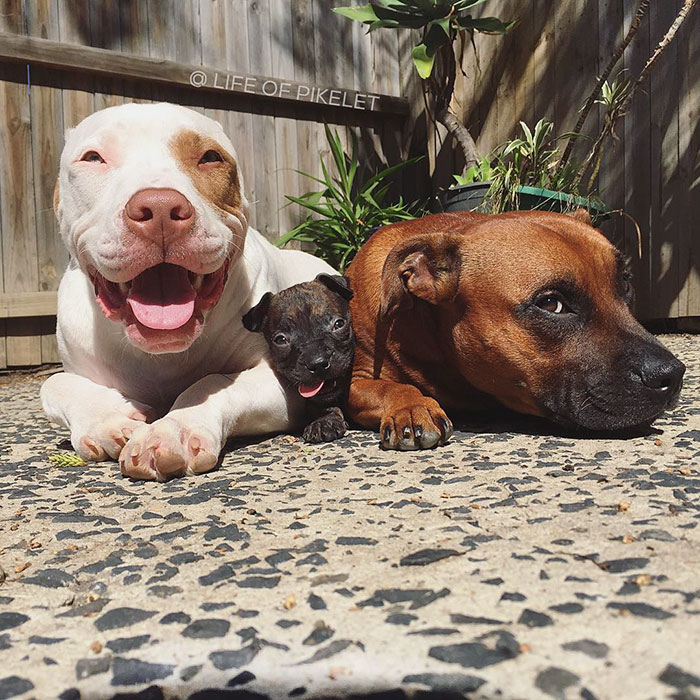 Два спасённых питбуля приняли щенка по кличке Картошка, Пайклет Баттеруолл и Пэтти Кейкс