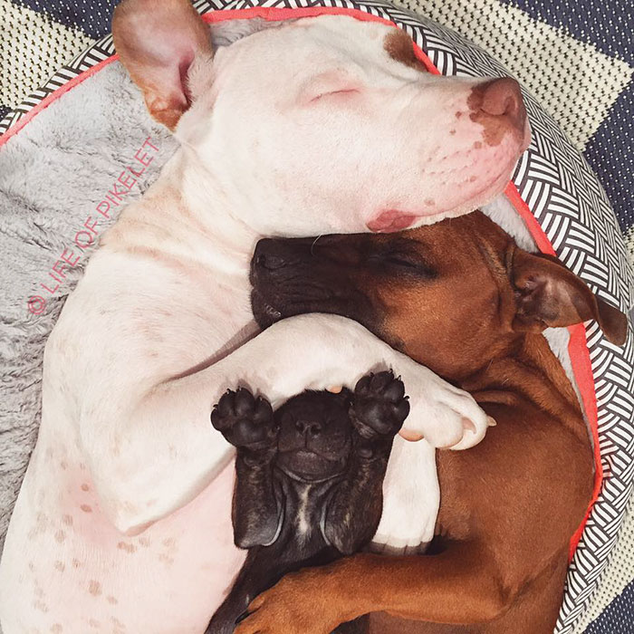 Два спасённых питбуля приняли щенка по кличке Картошка, Пайклет Баттеруолл и Пэтти Кейкс